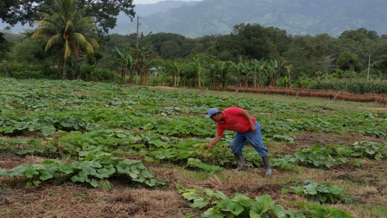 Jalapa2
